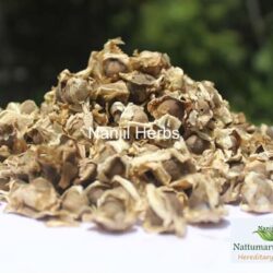 Murungai Vithai / Drumstick Dried Seeds [Raw]