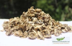 Murungai Vithai / Drumstick Dried Seeds [Raw]