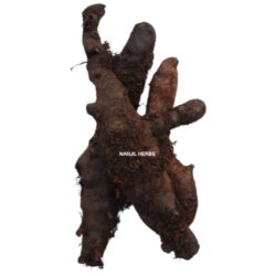 Mudavattukal Kizhangu / Oakleaf Basket Fern Root